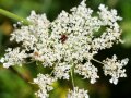 Ein kleiner Blütenteller der Wilden Möhre mit dunkelroter Mitte