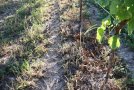 Blick auf ein Stück Boden im Weinberg mit zwei Rebstämmen und einem Stück Fahrgasse. Unter den Reben braune, "abgebrannte" Pflanzen und vereinzeltes Grün; daneben lückige Begrünung.