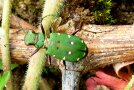 Grün mit weißen Punkten gefärbter Feld-Sandlaufkäfer (Cicindela campestris) auf Rebschnittholz in der Begrünung