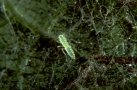 hellgrün durchscheinendes Insekt ohne Flügel mit roten Augen sitzt auf einer Blattader