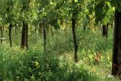 Blick unter Rebstöcken hindurch auf gelb blühende Begrünung mit Hornklee und Pippau