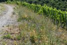 Begrünungsstreifen zwischen Kiesweg und Weinberg mit trockentoleranten Pflanzen wie Natternkopf, Wegwarte u.a.