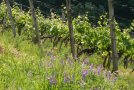 Randstreifen zwischen Reben und Weg mit blau blühenden Wicken und roter Mohnblüte