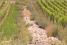 Eine neu angelegte Steinschütte zieht sich gesäumt von einer vielfältigen Begrünung parallel zu den Rebzeilen durch den Weinberg