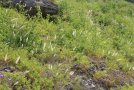 Muschelkalkflächen schauen zwischen dem Grün hervor. Erkennbar sind kleine Laubgehölze, blühende Gräser, Weinbergslauch, wilder Dost usw.