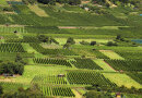 Blick auf Weinberge am Bürgstadter Berg mit Weinbergshütten und Freiflächen