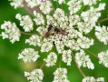 zwei schwarz-gelbe Insekten sitzen auf dem weißen Blütenteller