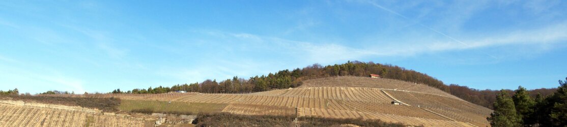 Header Weinbau-Landschaft im Winter