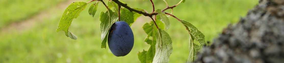 Header Zwetschge - eine einzelne blaue Frucht am Zweig mit grünen Blättern