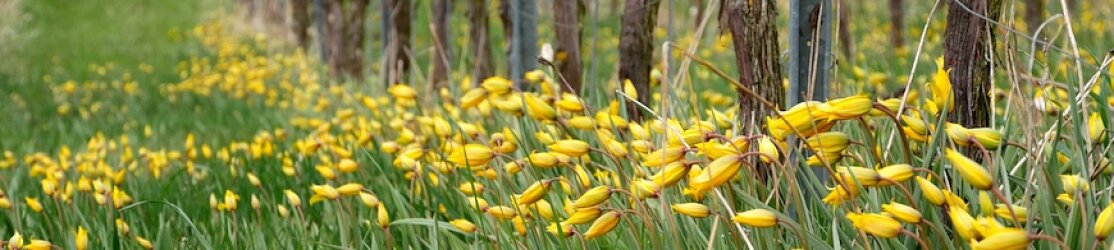 Header Weinbau Frühling Weinbergstulpe