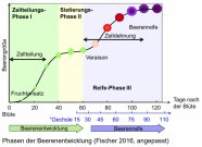 Phasen der Beerenentwicklung - nach Fischer 2016