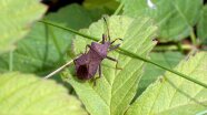 Eine braune Wanze sitzt auf einem Blatt
