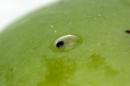Ausschnitt einer Beere mit uhrglasförmigem Ei, schlupfbereite Larve erkennbar