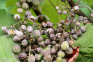 Beeren mit grauem Belag überzogen, einige Beeren aufgeplatzt und Kerne sichtbar