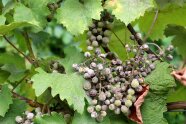 Beeren mit grauem Überzug, einige aufgplatzt, grauer Belag auf Blättern und Trieb