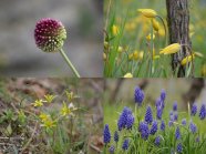 Fotokollage mit Weinberglauch, Weinbergtulpe, Acker-Gelbstern, Weinbergshyazinthe