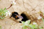 Hummel mit zwei gelben Streifen und weißer Hinterleibspitze vor Mauseloch im Hintergrund