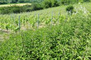 Ein größerer Bestand an Brennnesseln am Rand eines Weinbergs