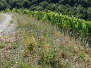 Ein geschotteter Weg durch die Weinberge, begleitet von standorttypischer Begrünung