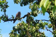 Ein Turmfalke sitz auf einem freien Aststück in einem Birnbaum