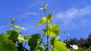 Hellgrüne Triebspitzen vor blauem Himmel