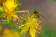 Eine Schwebfliege sitzt auf der leuchtend gelben Blüte des Johanniskrautes, gut sichtbar die roten Komplexaugen der Fliege