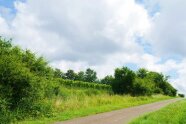 Weinberg um geben von Hecken, Wiesenstreifen und Wald