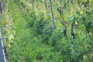 Blick in den Weinberg, Weg zwischen den Reihen begrünt, unter den Stöcken sehr hoher Bewuchs