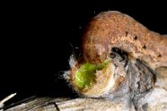 Eine Raupe frisst an einer Knospe; Knospenschuppen abgefressen, neuer Trieb angefressen