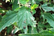 Brennnessel, ein Blatt vom Rand her angefressen, auf dem Blatt Kotkrümel