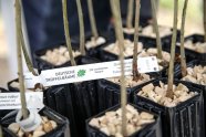 Holzstämmchen ragen aus mit Muschelkalksteinchen bedeckten hohen schwarzen Plastiktöfen