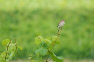 Ein Vogel mit braunem Rücken und wellig heller Brust sitzt auf dem oberen Ende eines Rebtriebs