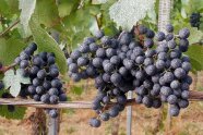 Auf den blauen Rotweintrauben und angrenzenden Blättern ein weißer Spritzbelag