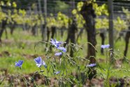 In der Sonne leuchten blaue Blüten vor dem hellen Grün frisch ausgetriebener Reben