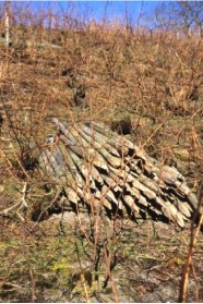 Im Herbst werden die Pfähle entfernt und im Frühjahr neu gesetzt und die Triebe neu gezogen