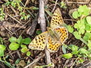 Der Kleine Perlmuttfalter sitzt mit ausgebreiteten Flügeln auf dem Weinbergboden.