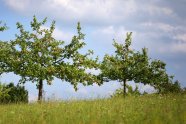 Wiese mit zarten Blüten unter jungen Hochstamm-Apfelbäumen