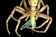 Der Vorderkörper einer Spinne mit Grüner Rebzikade im Maul