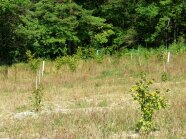 Kleine grüne Büsche auf einer größeren Fläche mit trockener Begrünung