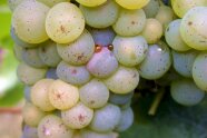 Traube mit sehr kompakt gepackten Beeren werden gequetscht und zwei Tropfen Saft treten aus