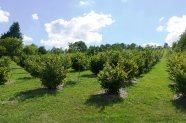 Große, kräftige Büsche auf kurzgehaltener Wiese vor blauem Himmel