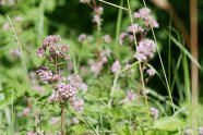 Die Blütenstände verschiedener Dost-Pflanzen in einer sonnigen Wiese