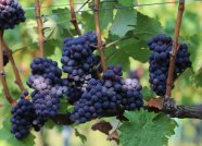 Große, blauviolette Trauben am Rebstock sowie ein einzelnes Blatt sichtbar