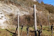 Anstehender Fels mit teilweise starker Verbuschung am Rande eines Weinbergs