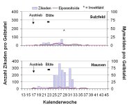 Deutlich niedrigere Zikadenfangzahlen in Sulzfeld bei etwa gleichen Mymaridenzahlen
