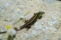 Männliche Zauneidechse beim morgendlichen Sonnenbad, flach an den Stein gedrückt.