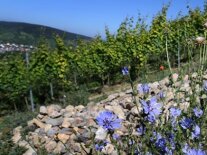 Blau blühende Blüten vor Steimriegel mit einer Rebzeile im Hintergrund