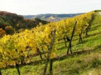 gelbbunte Weinstöcke am Scharlachberg in Thüngersheim im Herbst