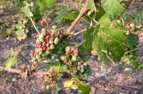 Vom Hagel zerrissene Weinblätter und bereits verbräunte Verletzungen an den Beeren