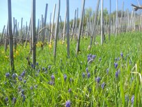 Weinberg mit Pfahlerziehung, Reben noch kahl, es blühen Weinbergtulpe und Traubenhyazinthe